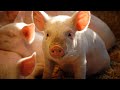 Concerns millions of pigs could be 'wiped out' due to Swine Influenza