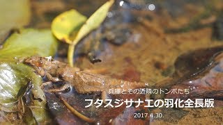 兵庫のトンボ－フタスジサナエ：羽化全長版