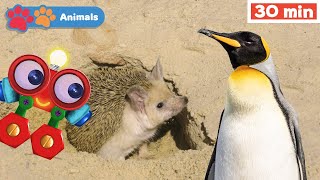 Toddlers Learn Animals with Robi | Educational Early Learning Videos | Animals Names \u0026 Sounds