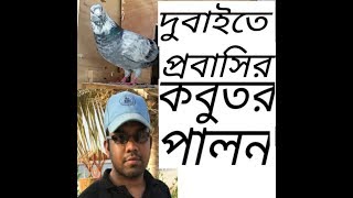 দুবাইতে প্রবাসির কবুতর পালন