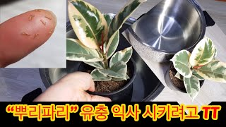 식물의 적! 뿌리파리 유충 익사시키기!!