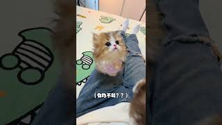 小猫咪的爱震耳欲聋！！#米努特矮脚猫 #猫咪的迷惑行为 #吸猫 #拿破仑猫