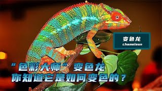 Nature's color master chameleon, do you know how it changes color?