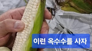 옥수수 깜짝 폭락! 이런 옥수수를 잡아라! #농수산물정보 #다잇다 #고니탐정