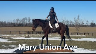 MARY UNION AVE (First Trail Ride), Adoptable Thoroughbred Mare, New Vocations