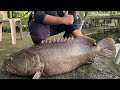 KERAPU NAGA | Damai Fishing Pond Malaysia | Catch and Release