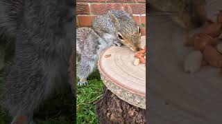 Lip-smackingly good at the Nut Log