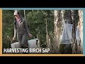 Harvesting Birch Sap | VOA Connect