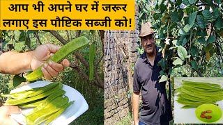 तलवार बीन्स (Sword bean) को घर में उगाने का नया तरीका/Grow Sword bean at home#Udj EvergreenGarden