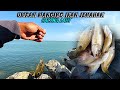 MANCING IKAN KAKAP TOMPEL/JENAHAK umpan cacing laut spot holy sluke