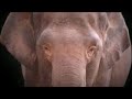 elephant rumbling sound effect