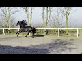 Stal Okkema's Cornelis - Fonger x Stendert - stallion - 1.65m - 2016 - L2 level