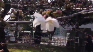 【桜咲く】京都に来て見つけました。動画にする意味があるのか。