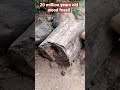 20 million old wood fossi💥national wood fossil park part 2 shorts villupuram earthsigns