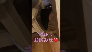 【黒猫キキ】たまにはセクシーお尻見せ♡ #猫 #ショート #黒猫 #cute