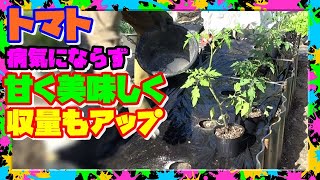 【トマト苗の植え方】コンパニオンプランツと植え穴処理で病気を防ぎ根張りを良くする