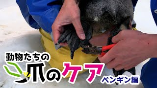 ペンギン達の爪のケアってどうしてる？