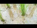 ঘৰুৱাভাৱে ধানৰ অধিক পোখা বঢ়াওক rice farming in assamese sali dhan kheti in assamese