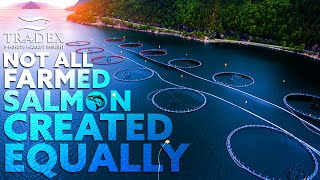 3MMI - Not All Farmed Salmon Are Created The Same; The Future of Farmed Salmon