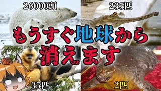 【滅亡】もうすぐ地球から消える…絶滅寸前の生き物8選 パート2