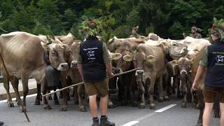 Ökoland Vorarlberg – Alpabtrieb 2017