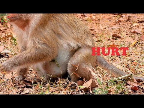 Do monkeys give birth in trees?