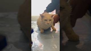 Stray Kitten Gets Urgent Help from Rescue Team #animalhospital #veterinary #rescuedcat