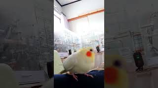 調子が出てくると縮んじゃうあざといオカメインコ💕#shorts