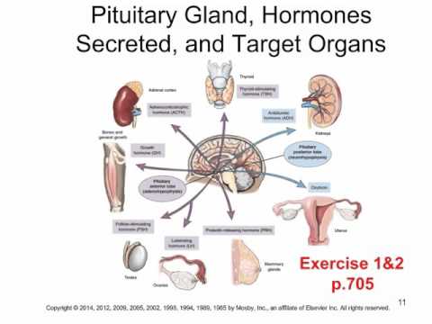 Chapter 16 Endocrine System - YouTube