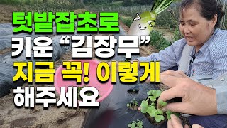 김장무 씨앗 심고나서 꼭 이렇게 해주세요 실패없이 100% 성공 굵고 크게 무우 키우는법