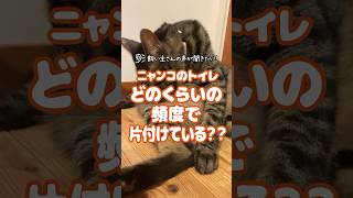 【飼い主の声が聞きたい！-009】ニャンコのトイレどのくらいの頻度で片付けている？？ #shorts  #トイレ #ねこのいる生活 #猫好き #段ボールハウス  #ニャンテコッタ