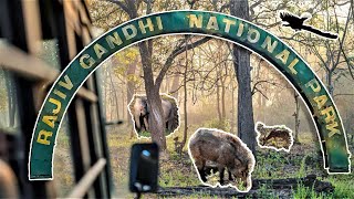 വനത്തിനുള്ളിലൂടെ ഒരു യാത്ര | A trip through Rajiv Gandhi National Park, Nagarhole