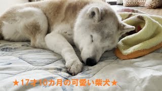 これって犬の認知症の始まりですか？【老犬】【柴犬】【シニア犬】