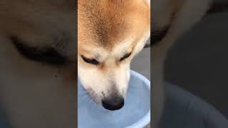 やっぱり水を飲むとむせてしまう秋田犬ゴンス｡