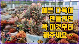 다육이를 예쁘게 키우면서 이정도는 알고 계셔야 건강하게 오래 키울 수 있어요(succulent)