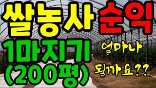 쌀농사 수익 200평 얼마나 될까요?