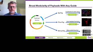 Novel CRISPR Knock-In Technology for the Robust Analysis of Cells and Tissue