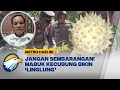 Jangan Sembarangan! Mabuk Kecubung Bikin ‘Linglung’ - [Metro Hari Ini]