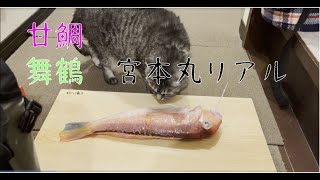 甘鯛釣り！舞鶴の宮本丸りある！！20219月11日