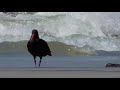 variable oystercatcher haematopus unicolor