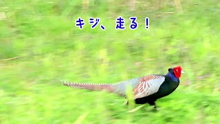 国鳥キジ、走る！ Pheasant running