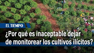 ¿Por qué es inaceptable dejar de monitorear los cultivos ilícitos en Colombia? | El Tiempo