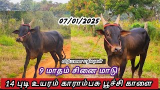 💐காராங்காளை 14 புடி உயரம் 💥 9 மாதம் சினை மாடு \u0026 அம்மை நோய் மாடு வாங்கலாமா..?#agriculture