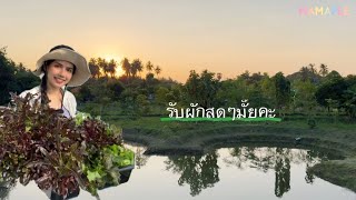 ป่าส่วนตัวบ้านสวนนราธิป EP.92