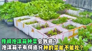 传闻泡沫箱种菜会致癌？泡沫箱子有何成分？用来种的菜能不能吃？