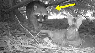 The Dangerous Life of a Backyard Rabbit