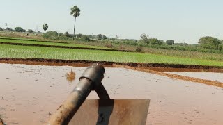 🌾🌾 పొలం దున్ని నాట్లు వేస్తున్నాం 🌾🌾