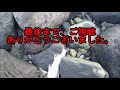 秋サケ釣り salmon fishing　知床ホロベツ川釣行　2019 10 2