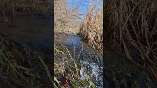 Chilliwack vedder river