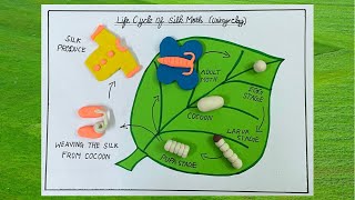 Life cycle of Silk Moth ( using clay ) / Clay models / Sarvesh’s World